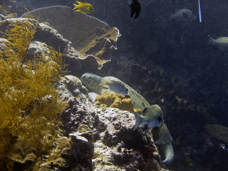 Turtle, Harlequin Sweetlips, Turtle Tomb
